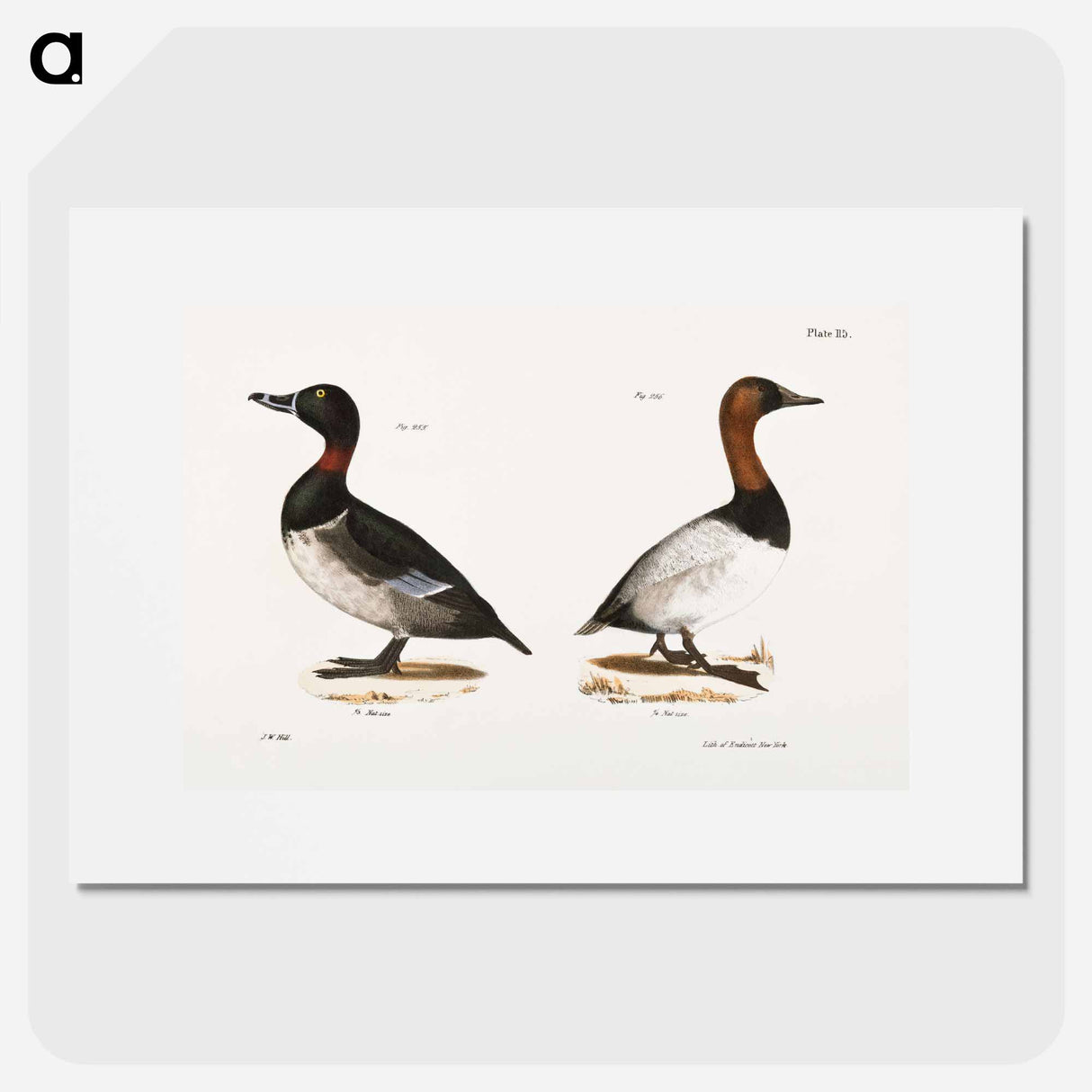 アートポスター-Bastard Broadbill - ニューヨークの動物学 Poster.