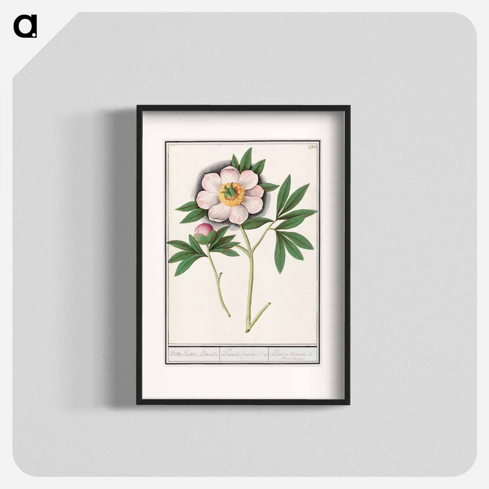 Peony, Paeonia - アンセルムス ボエティウス デ ブート Poster.