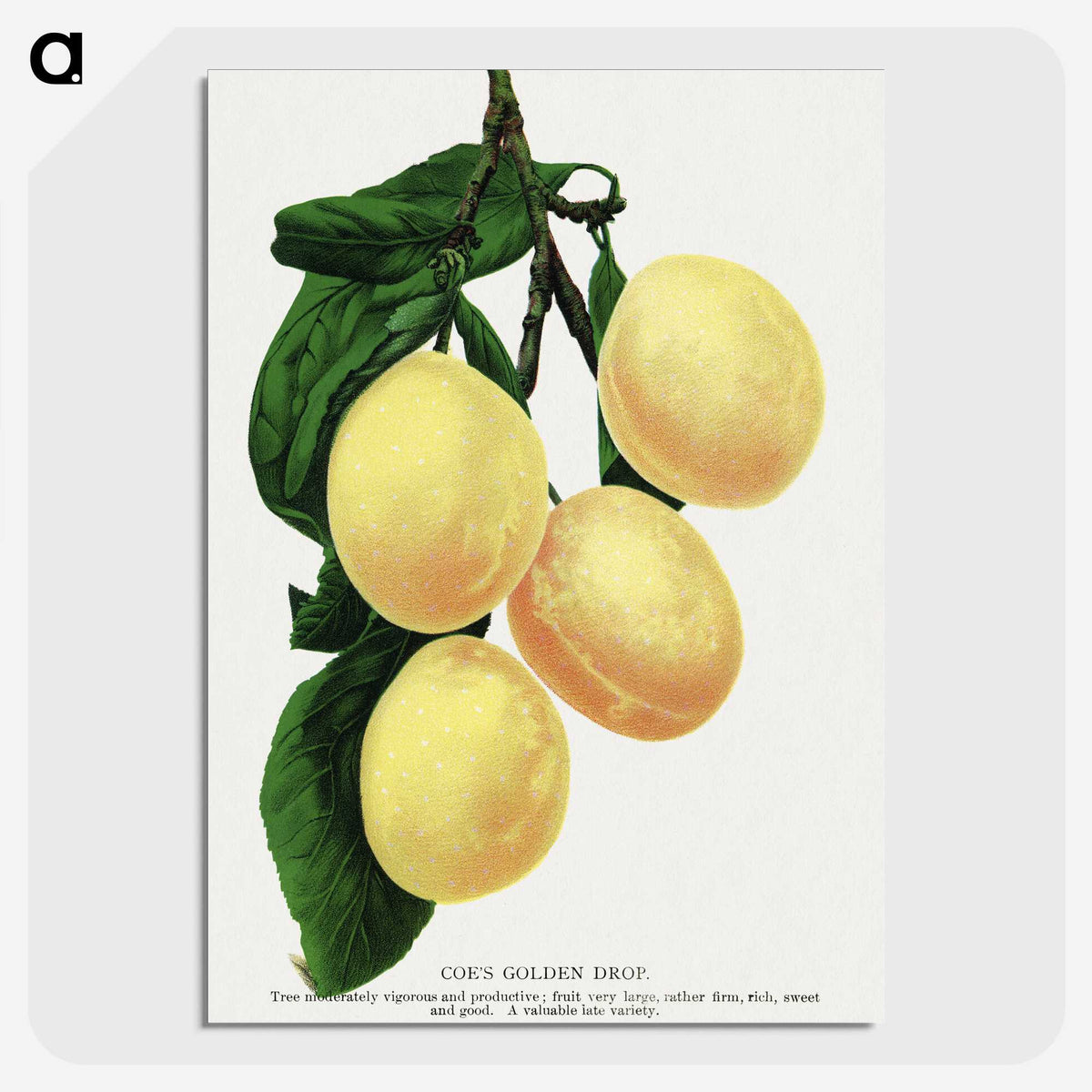1-47_Botanical-Specimen-Plates_picture-crop