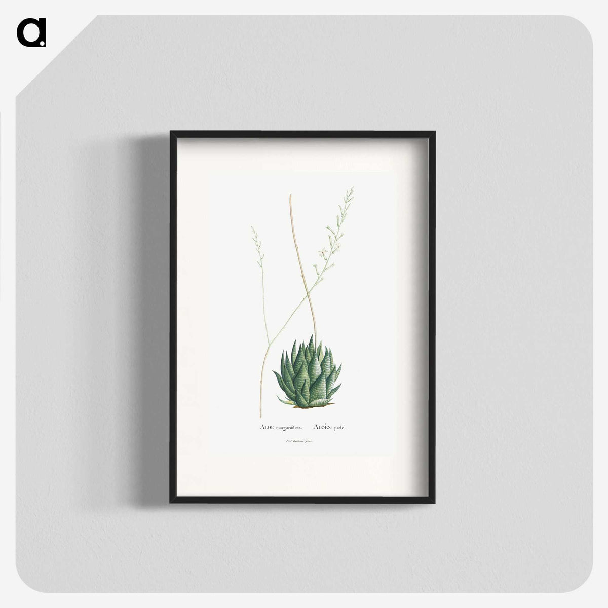 1-47_Histoire-des-Plantes-Grasses_blk