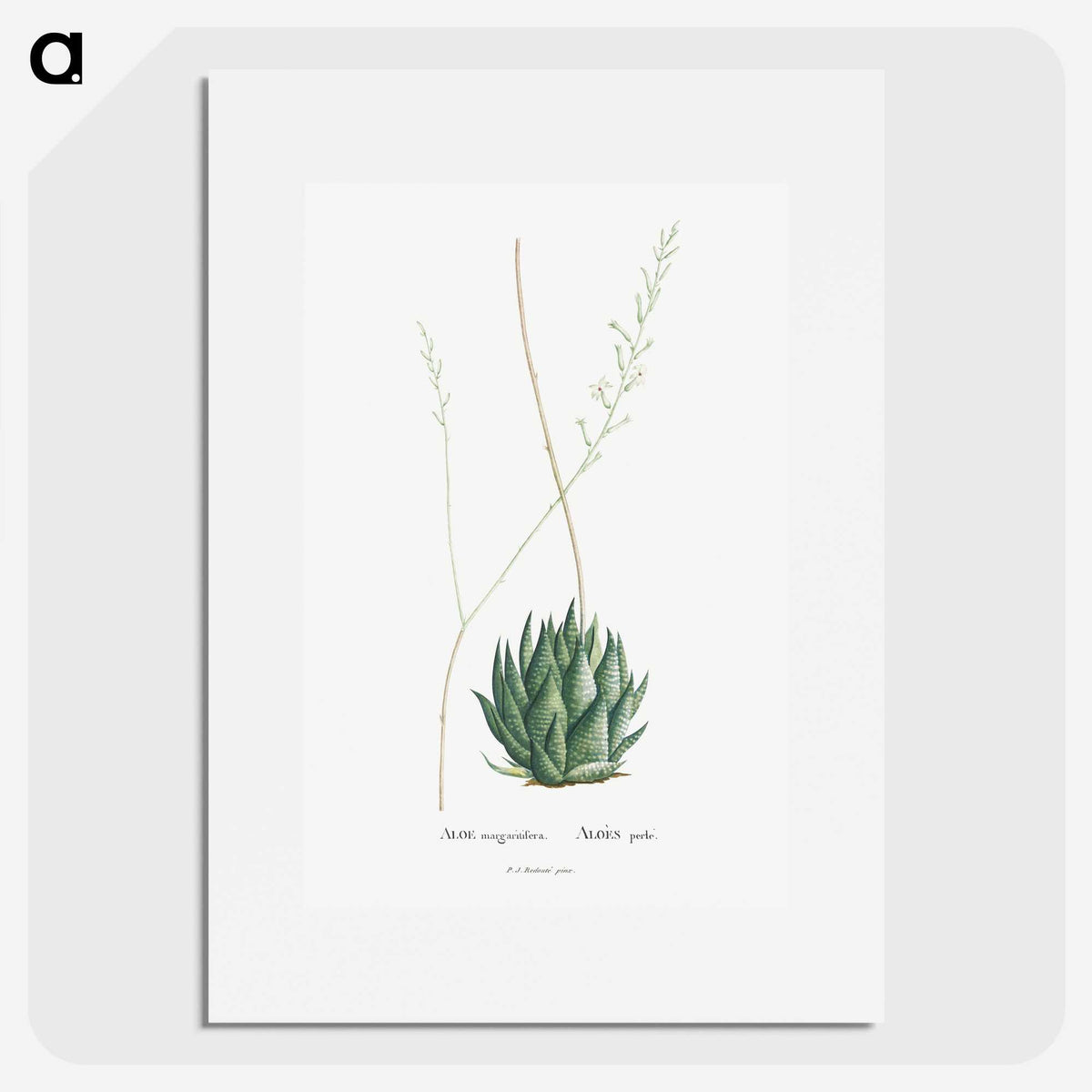 1-47_Histoire-des-Plantes-Grasses_picture