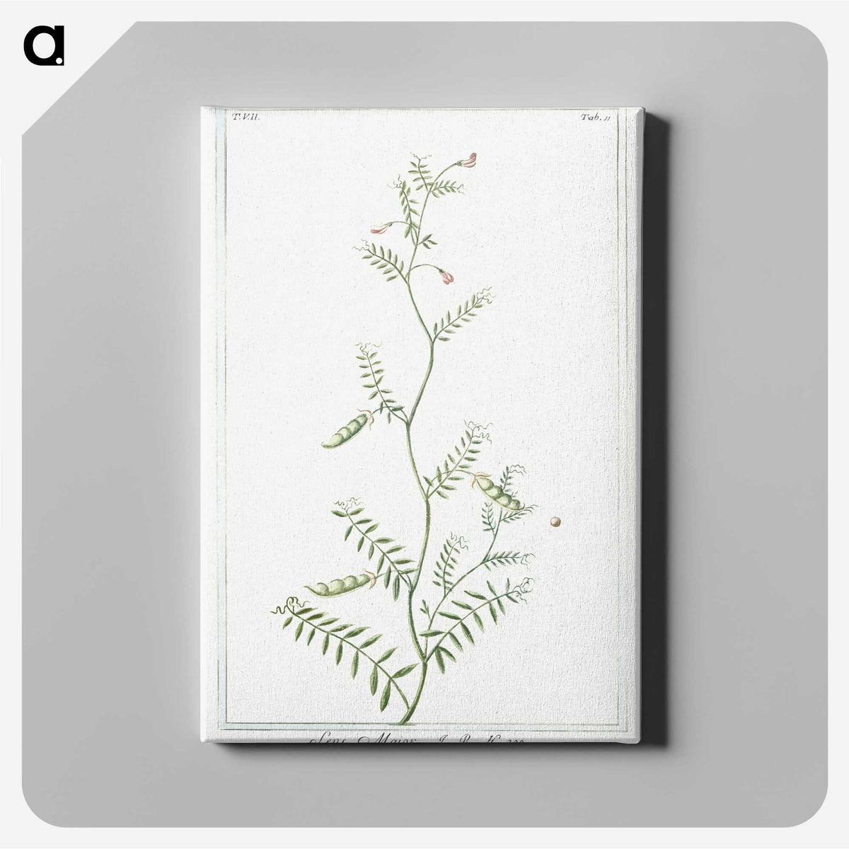 1-47_Hortus-Romanus-Botanical-Plates_canvas