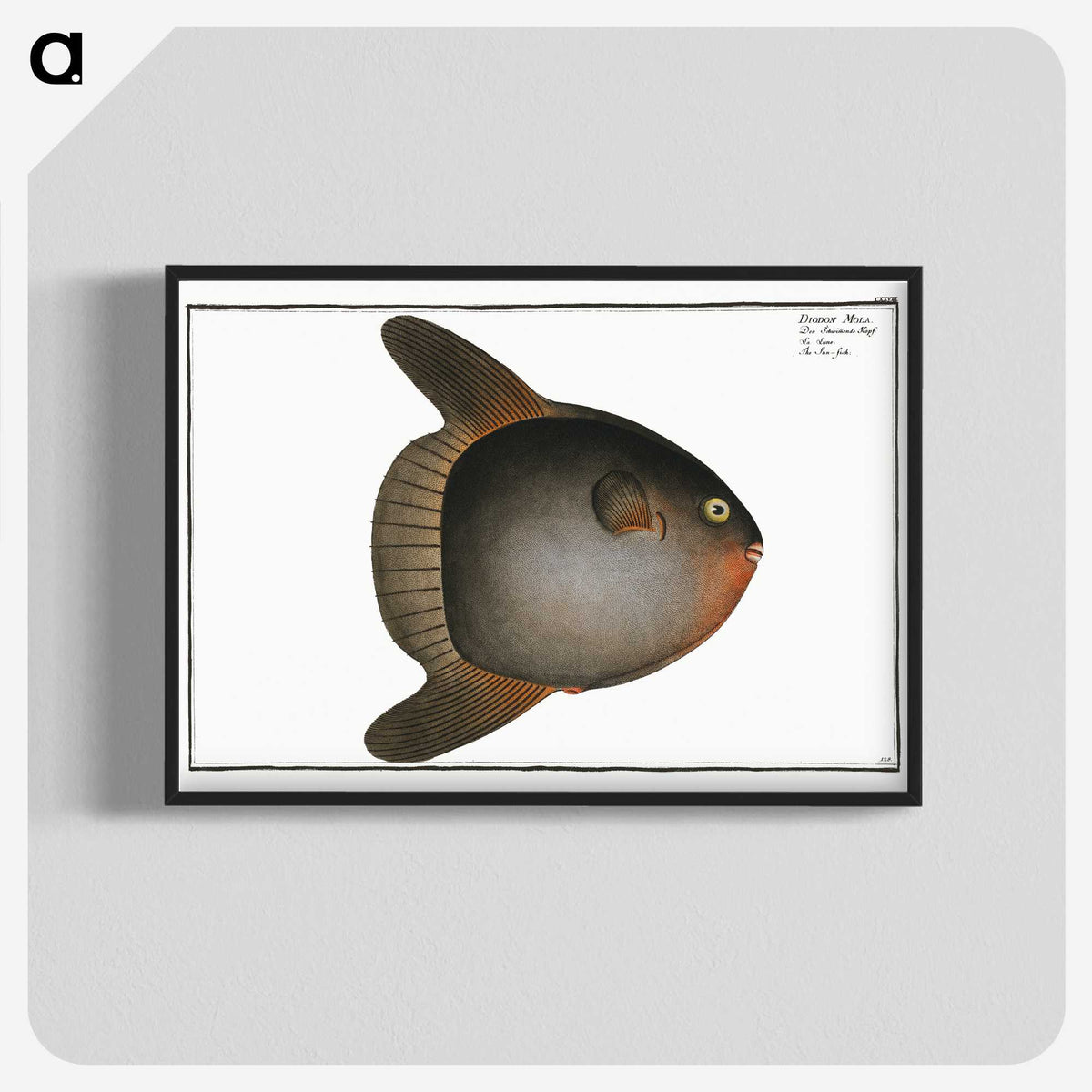 1-47_Ichtyologie-ou-Histoire-naturelle_blk-crop