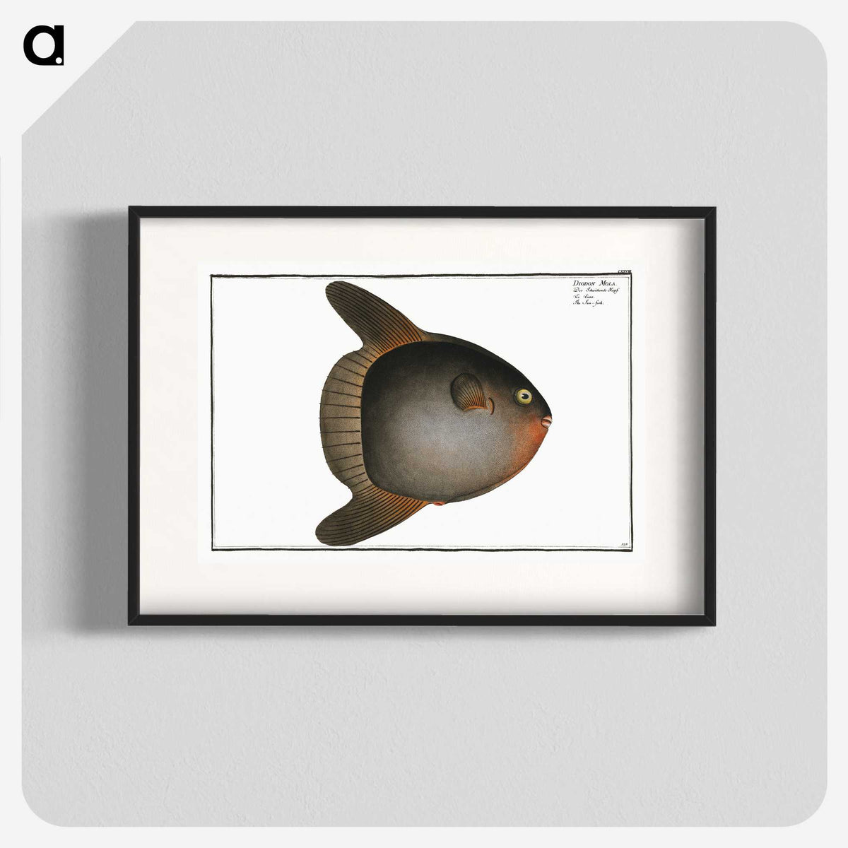 1-47_Ichtyologie-ou-Histoire-naturelle_blk