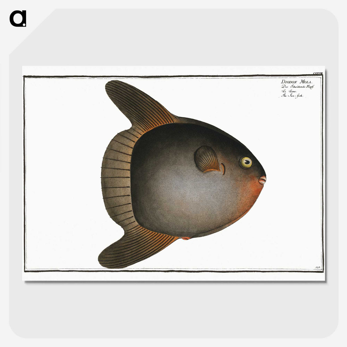 1-47_Ichtyologie-ou-Histoire-naturelle_picture-crop