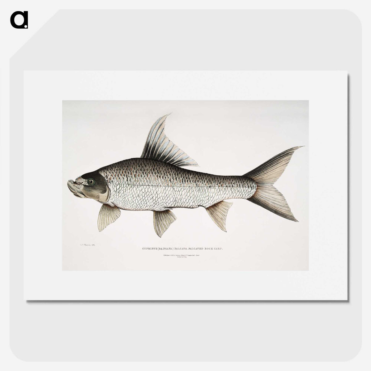 1-47_Indian-Zoology_picture