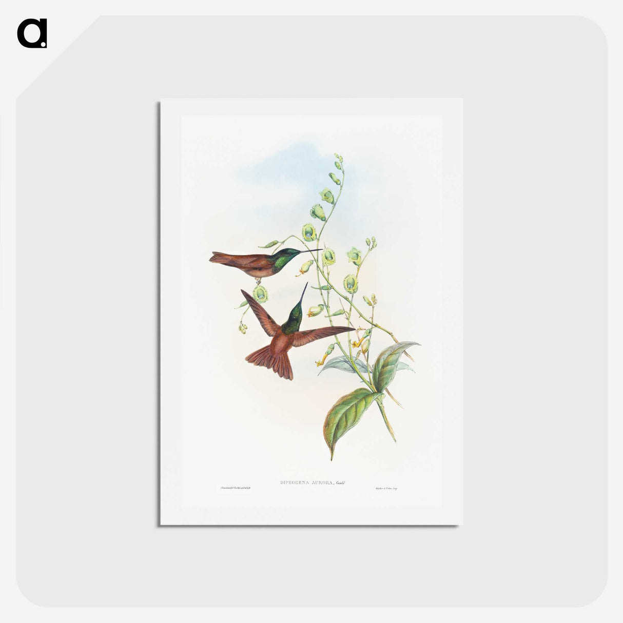 1-47_John-Gould_hagaki