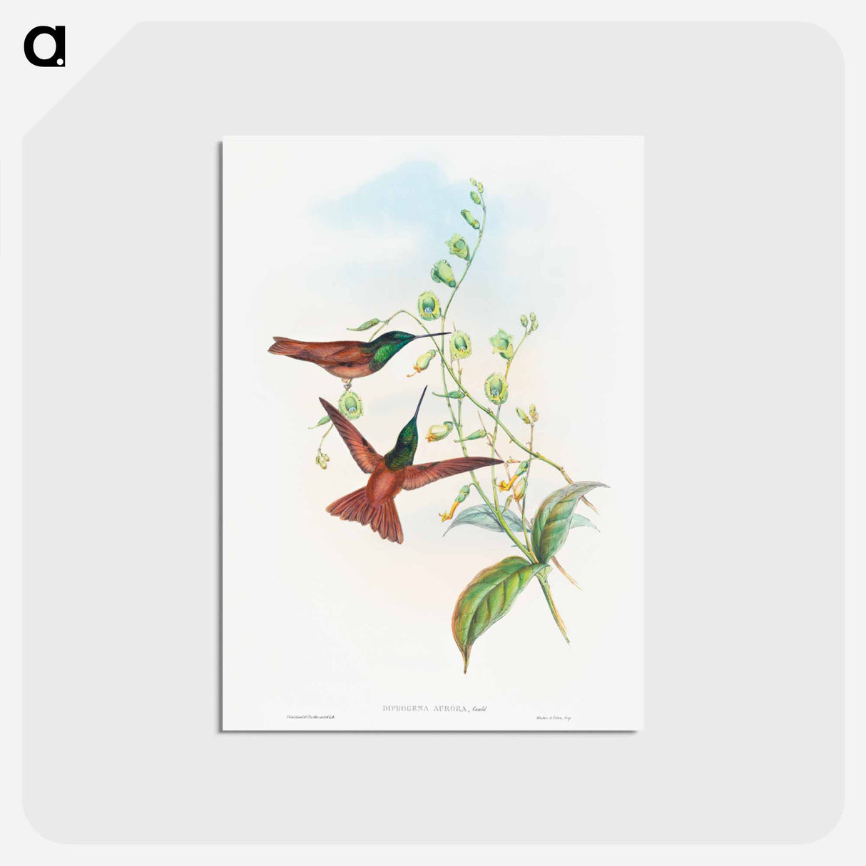 アートポストカード-Diphogena aurora (Gould's Rainbow)
- ジョン グールド Postcard.