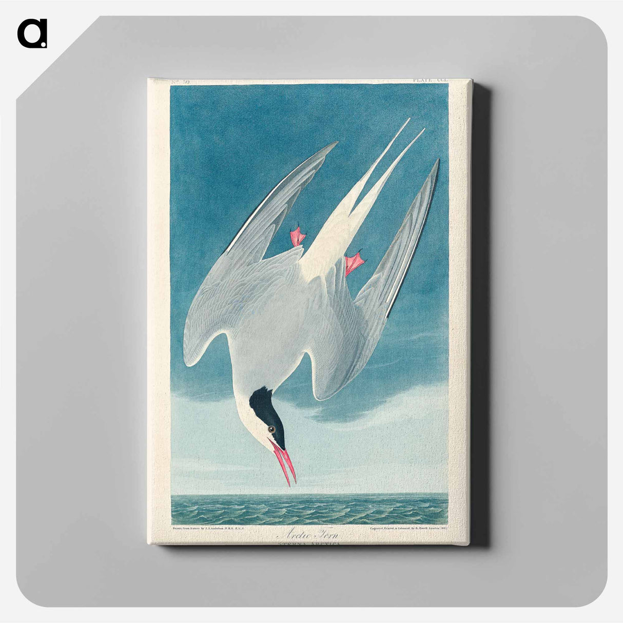 アートパネル-Arctic Tern
- ジョン ジェームス オーデュボン Canvas.