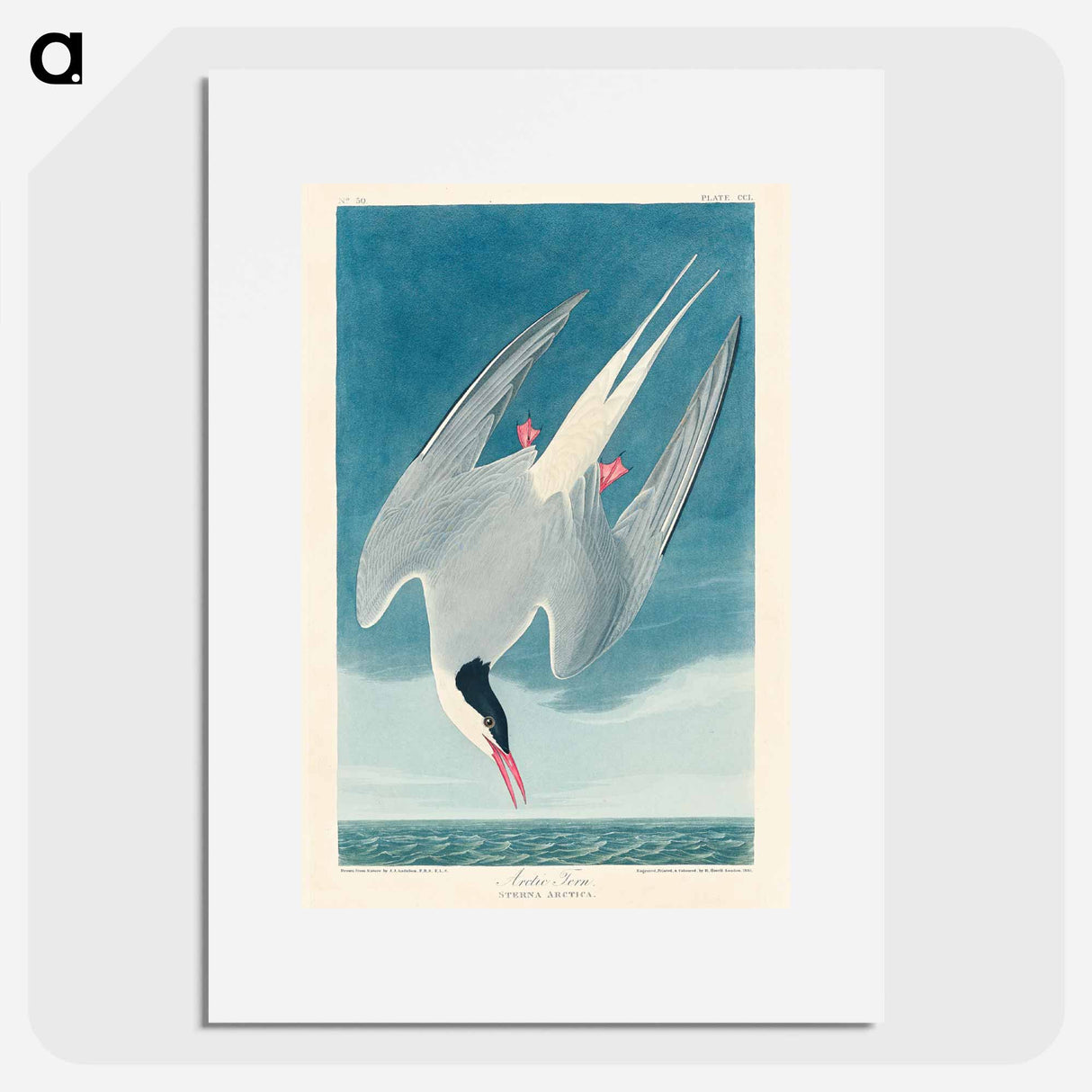 アートポスター-Arctic Tern
- ジョン ジェームス オーデュボン Poster.
