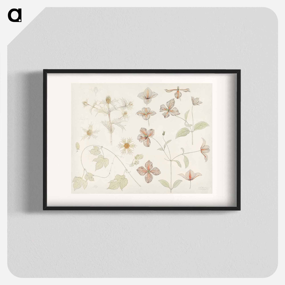 Study sheet with Sea Thistle, Hop and Clematis - ユリー デ フラーハ Poster.