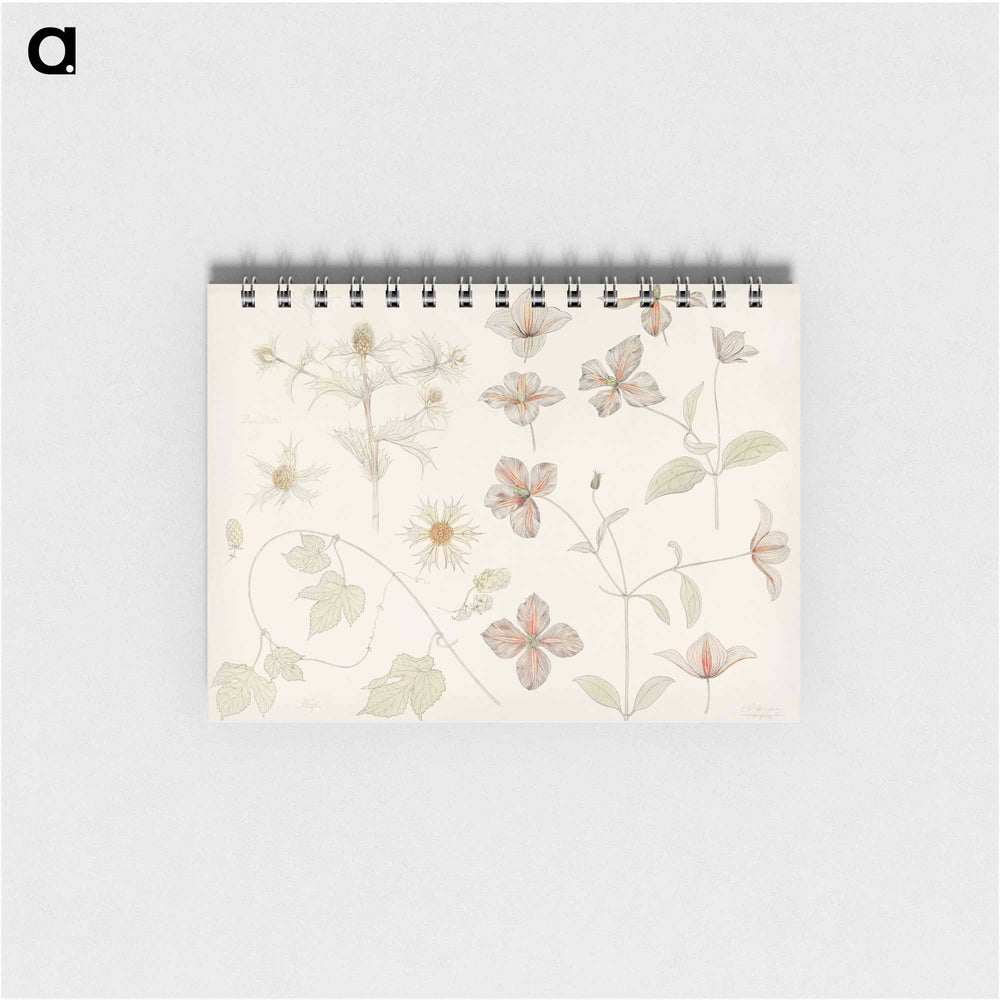 Study sheet with Sea Thistle, Hop and Clematis - ユリー デ フラーハ Memo.