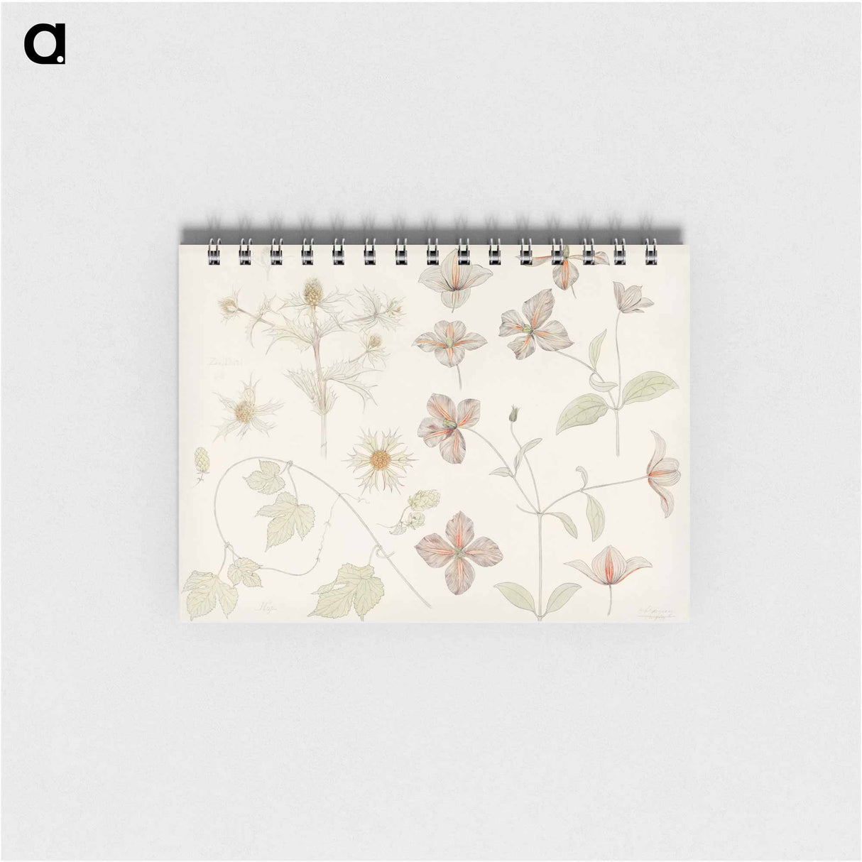 Study sheet with Sea Thistle, Hop and Clematis - ユリー デ フラーハ Memo.