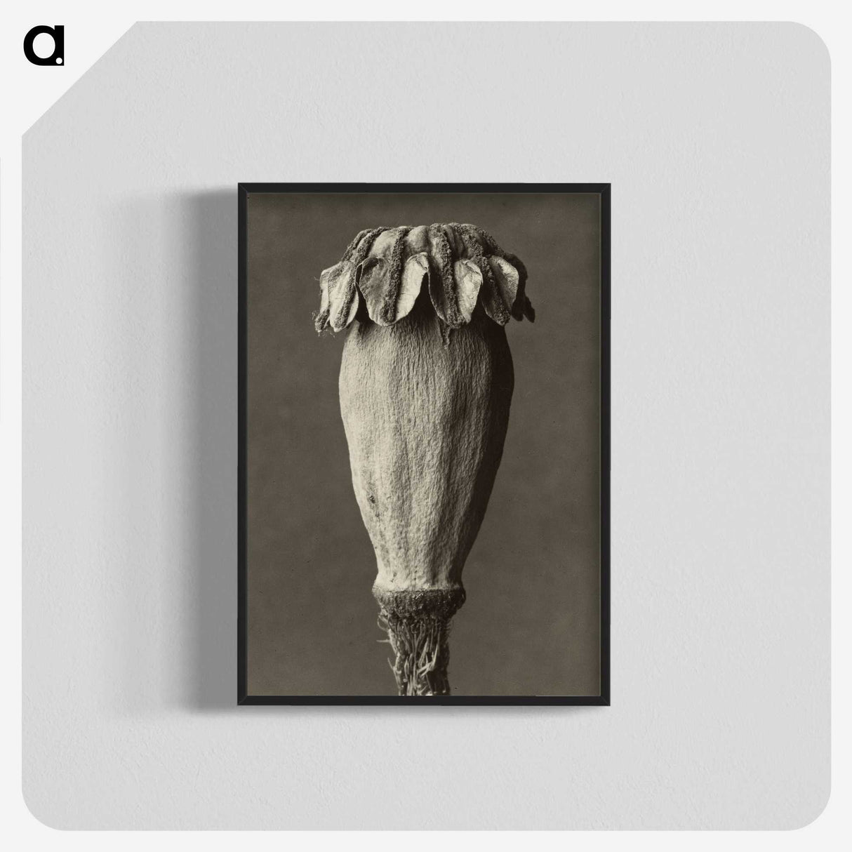 1-47_Karl-Blossfeldt_blk-crop