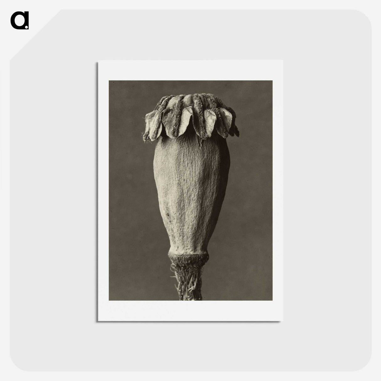 1-47_Karl-Blossfeldt_hagaki