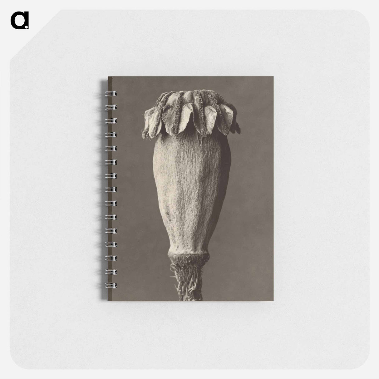 Papaver orientalis - カール ブロスフェルト Memo.