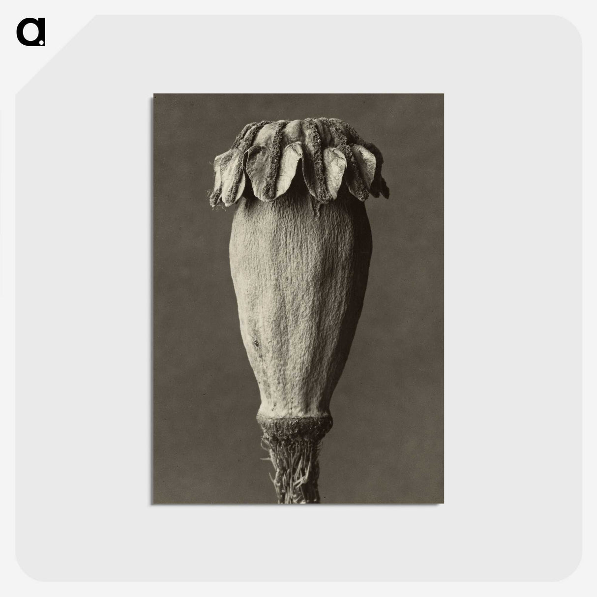 1-47_Karl-Blossfeldt_postcard