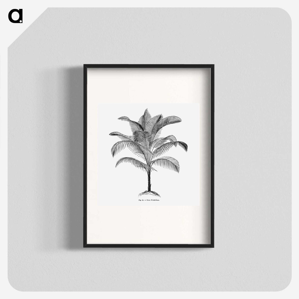 1-47_Les-Palmiers-Histoire-Iconographique_blk