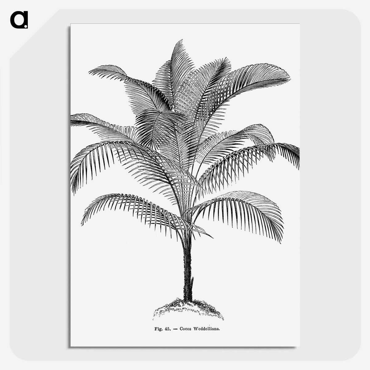 1-47_Les-Palmiers-Histoire-Iconographique_picture-crop