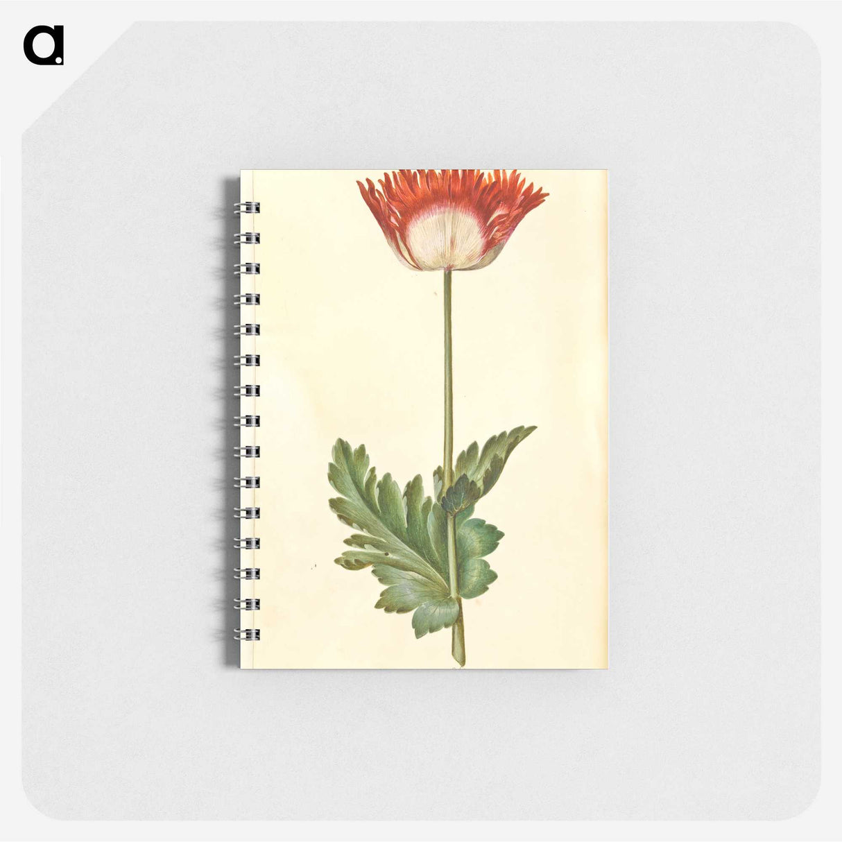 1-47_Maria-Sibylla-Merian_memo