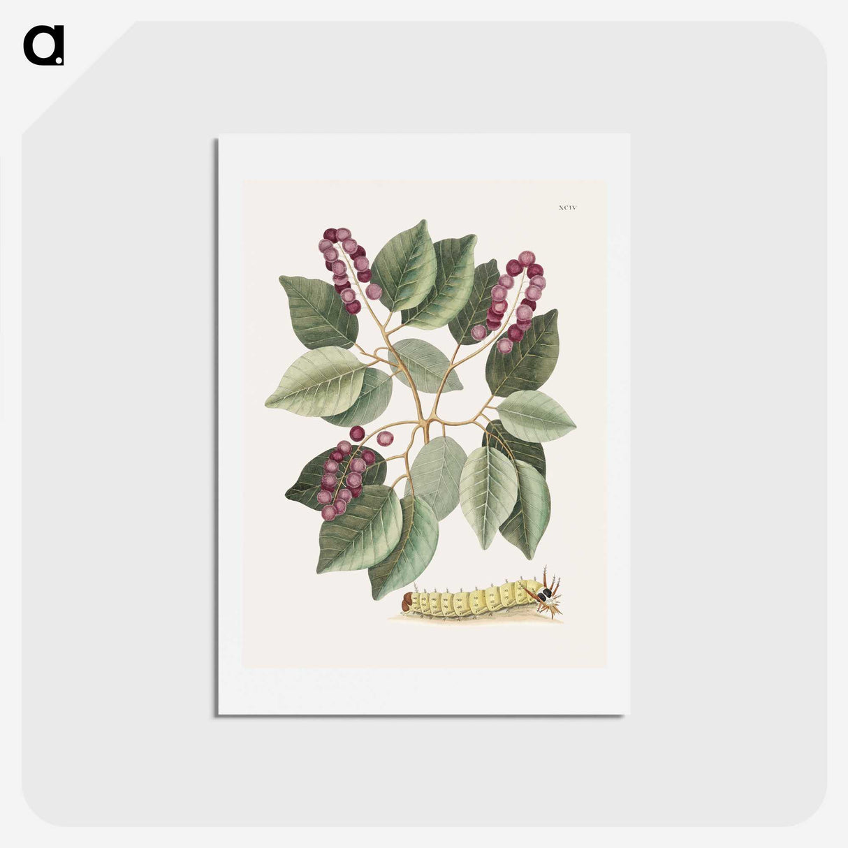 1-47_Mark-Catesby_hagaki