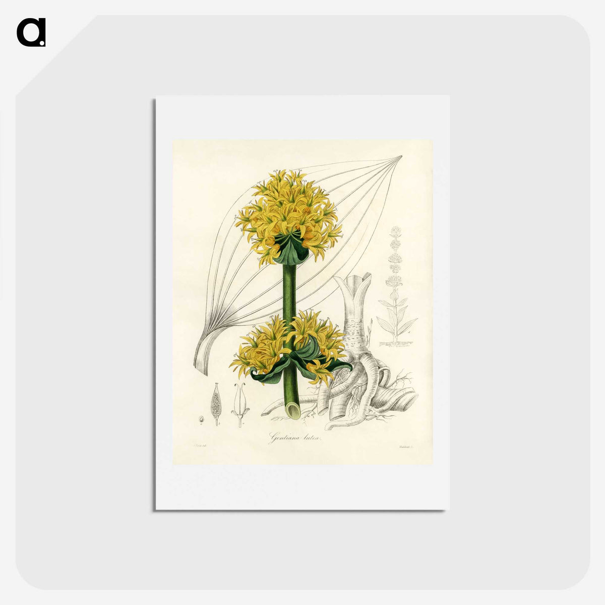 1-47_Medical-Botany_hagaki