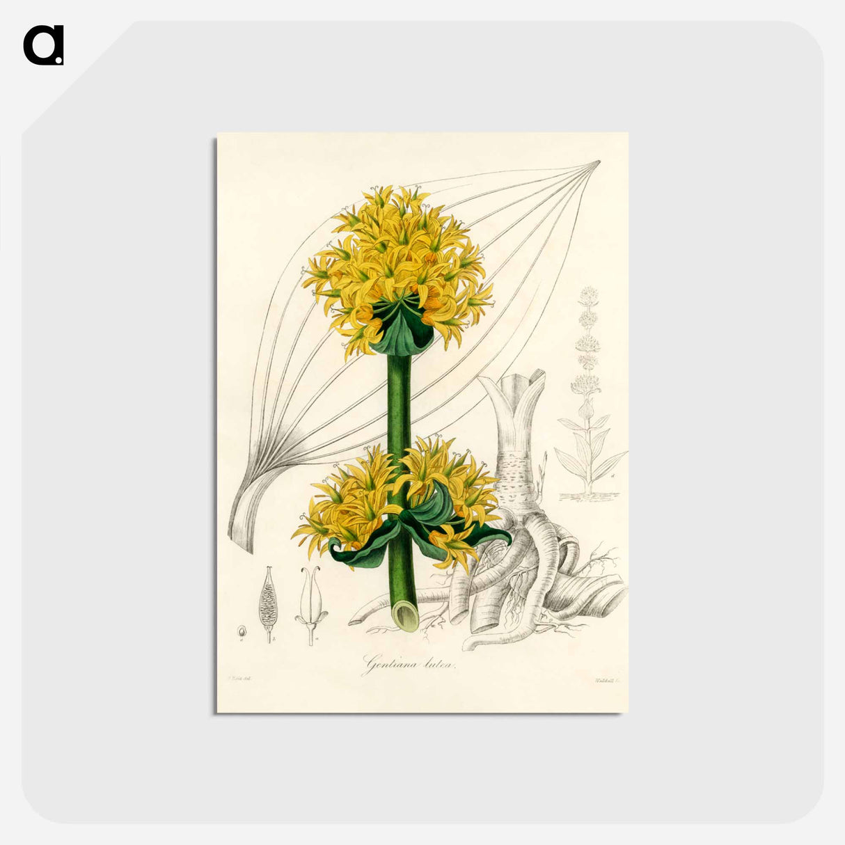 アートポストカード-Gentiana Lutea Illustration
- 薬用植物学 Postcard.