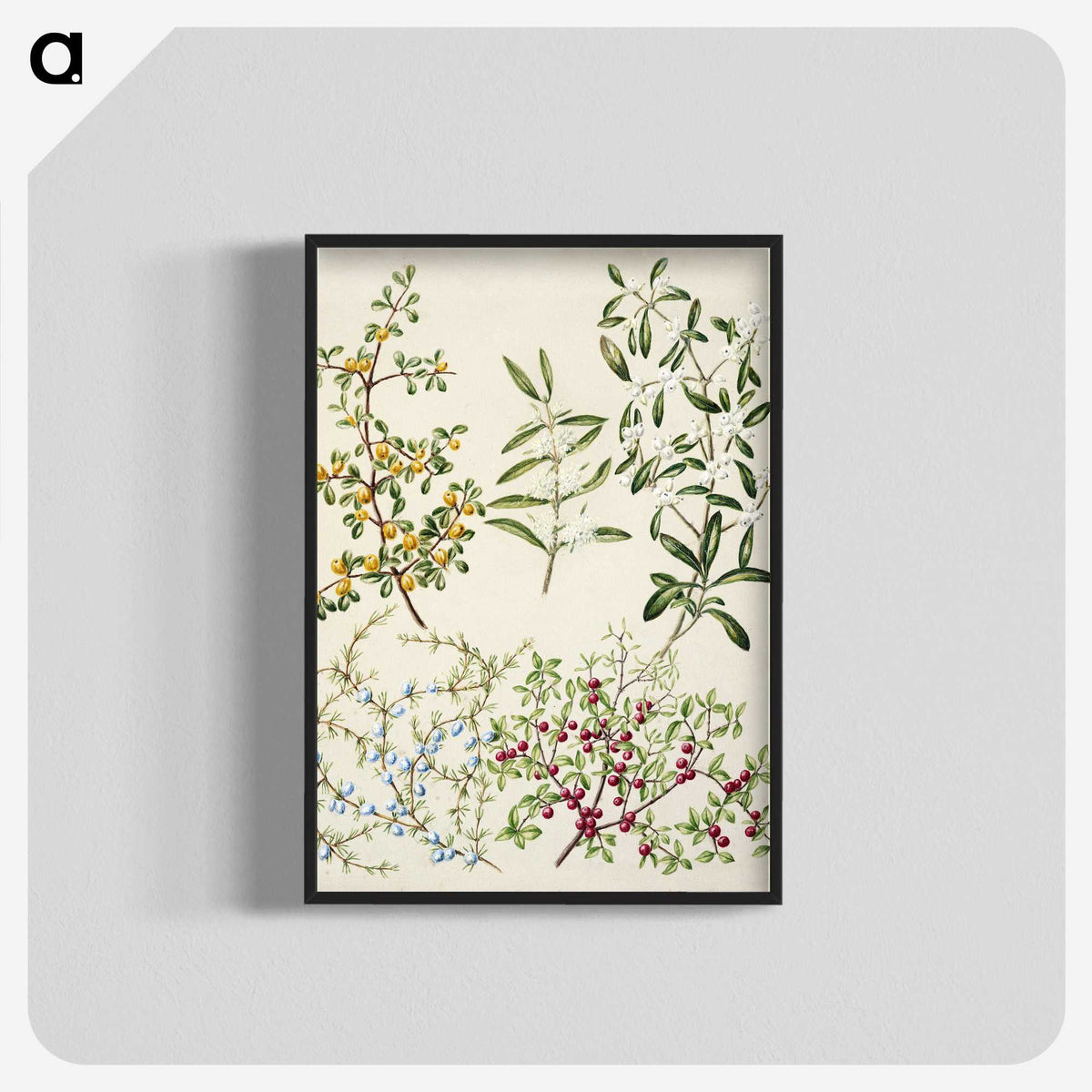 1-47_Native-Flowering-Plants-of-New-Zealand_blk-crop