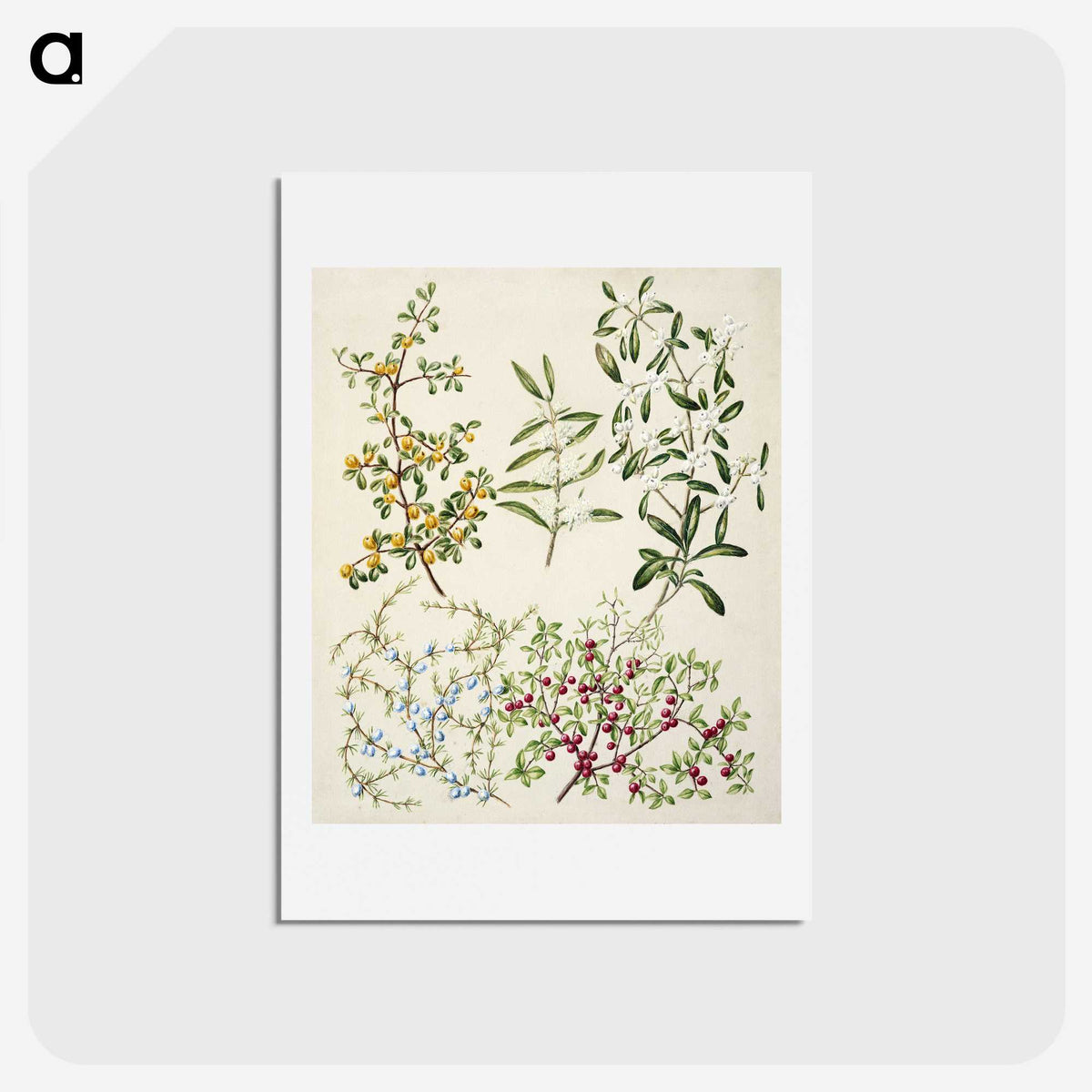 1-47_Native-Flowering-Plants-of-New-Zealand_hagaki