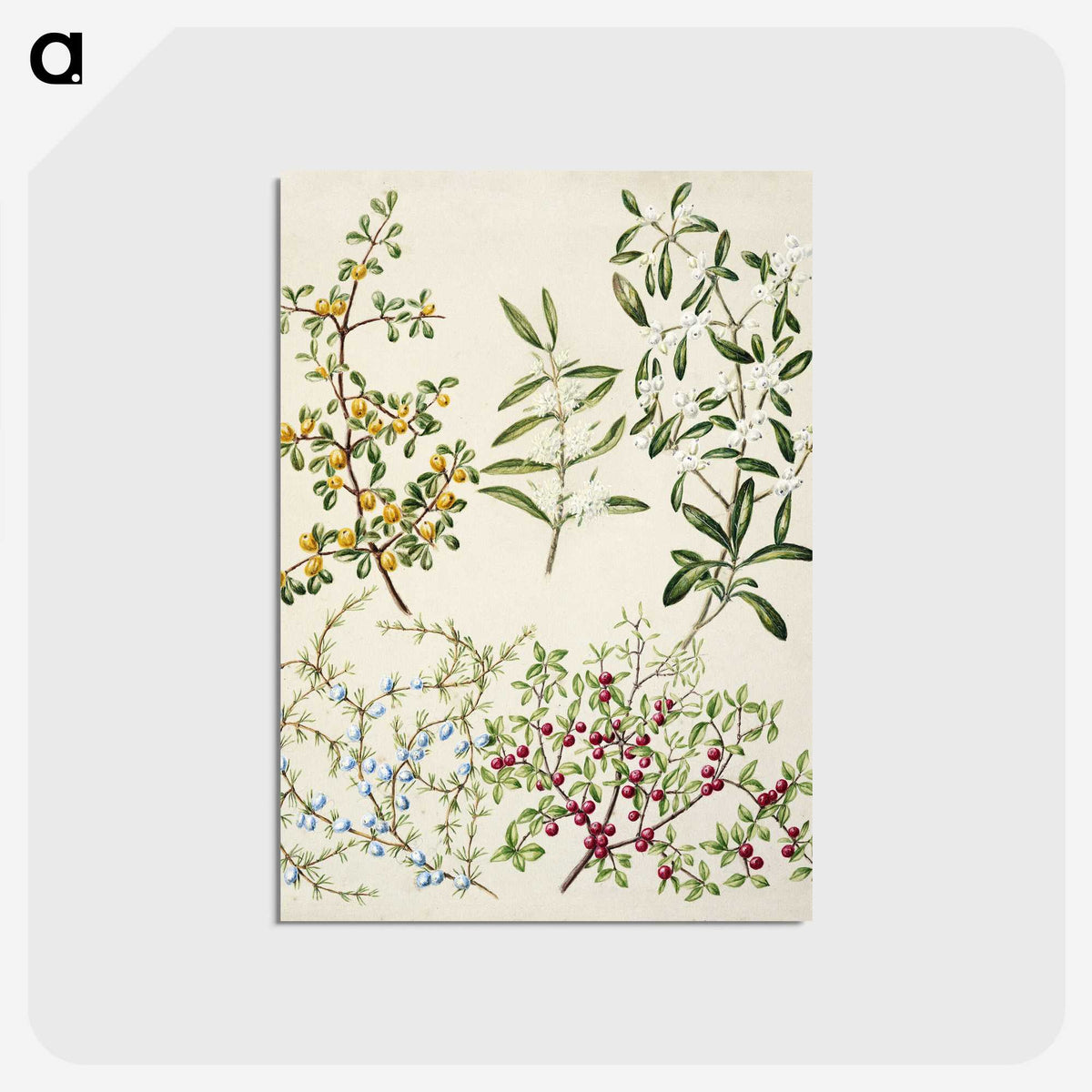 1-47_Native-Flowering-Plants-of-New-Zealand_postcard