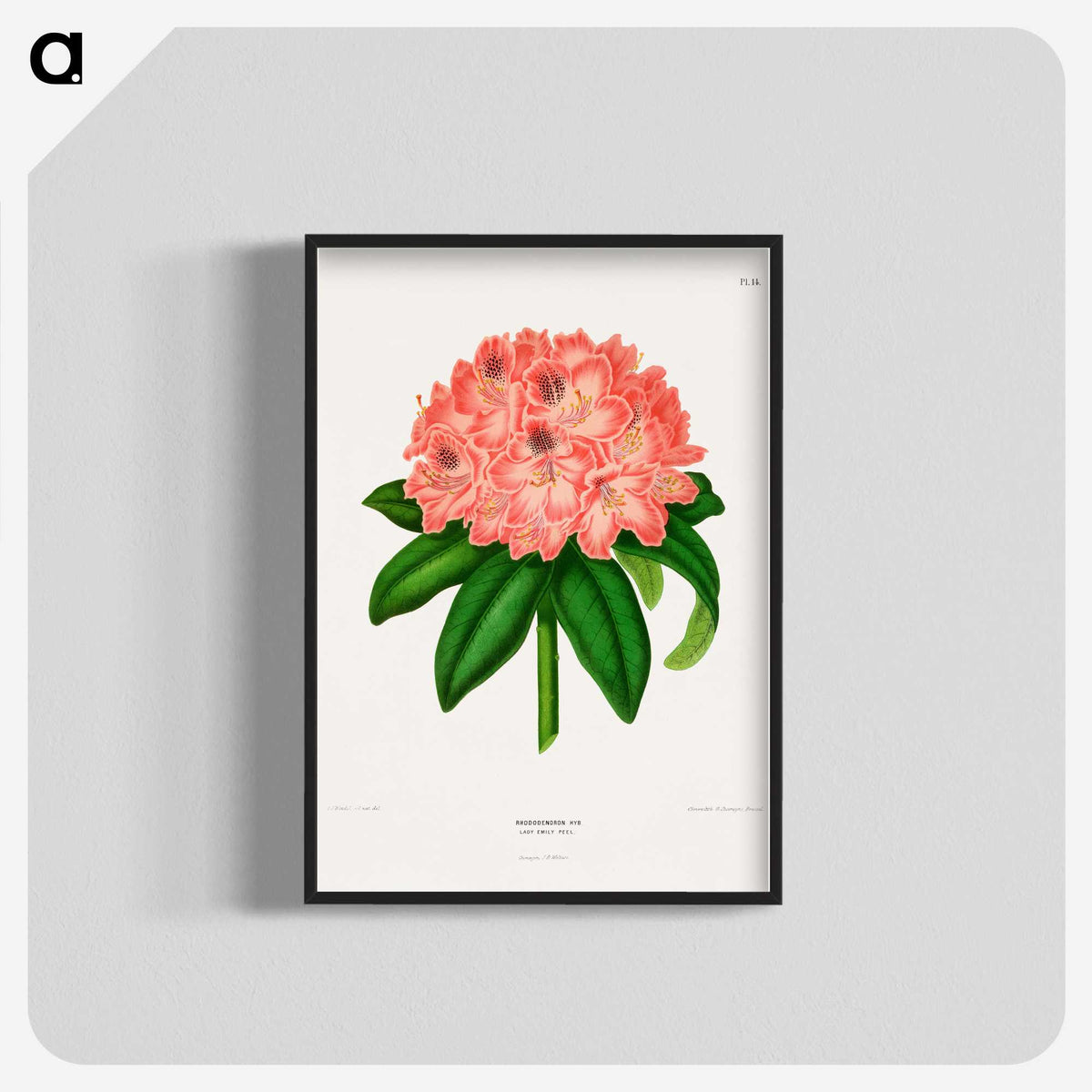 1-47_Nederlandsche-Flora-en-Pomona_blk-crop