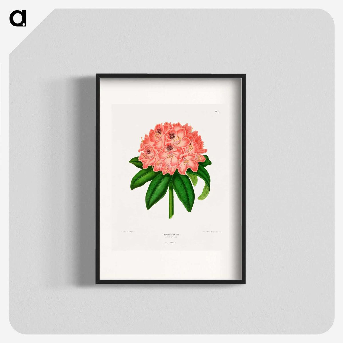 1-47_Nederlandsche-Flora-en-Pomona_blk