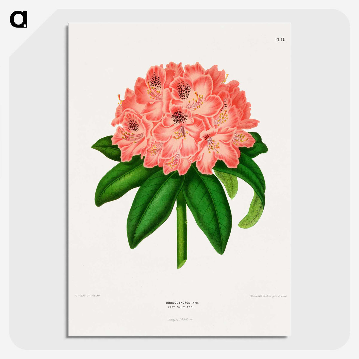 1-47_Nederlandsche-Flora-en-Pomona_picture-crop