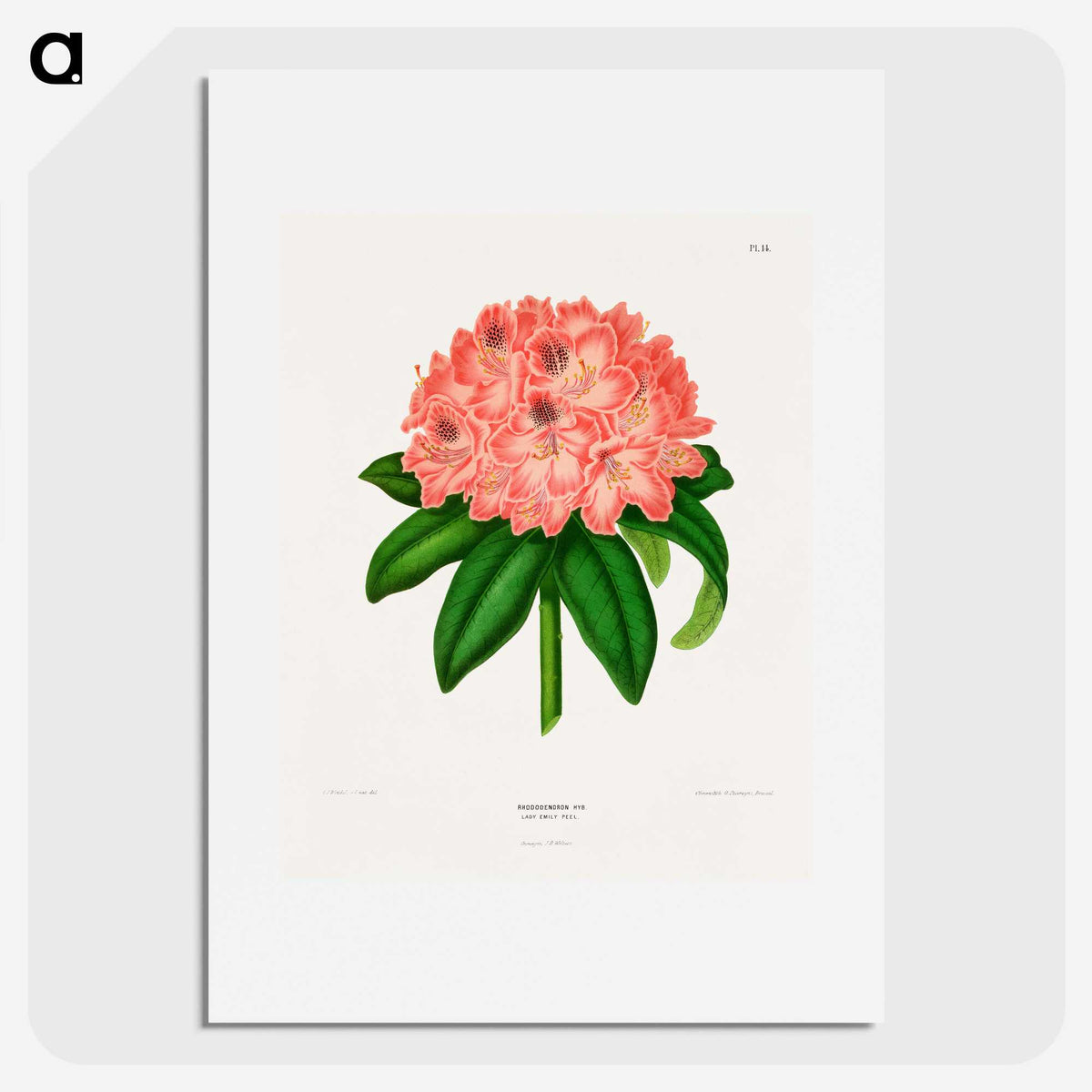 1-47_Nederlandsche-Flora-en-Pomona_picture