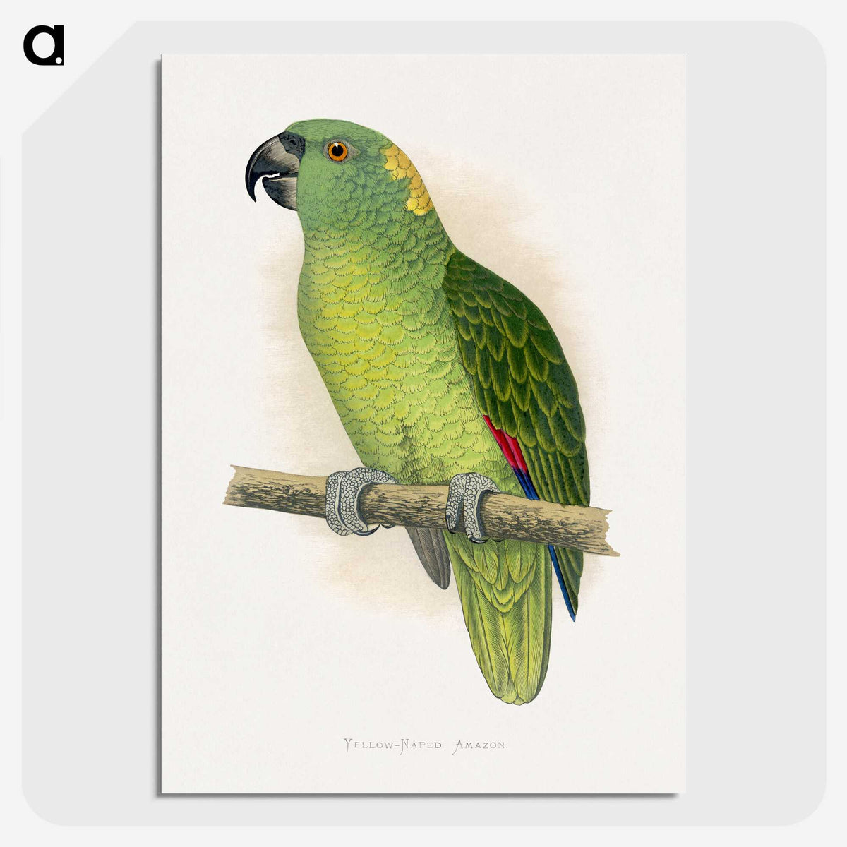 1-47_Parrots-in-Captivity_picture-crop