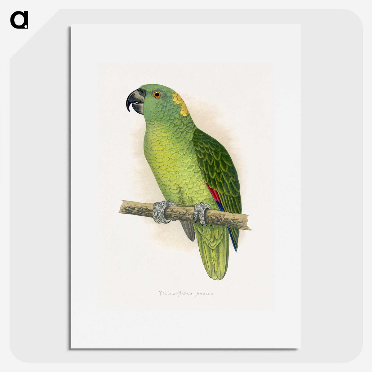 1-47_Parrots-in-Captivity_picture