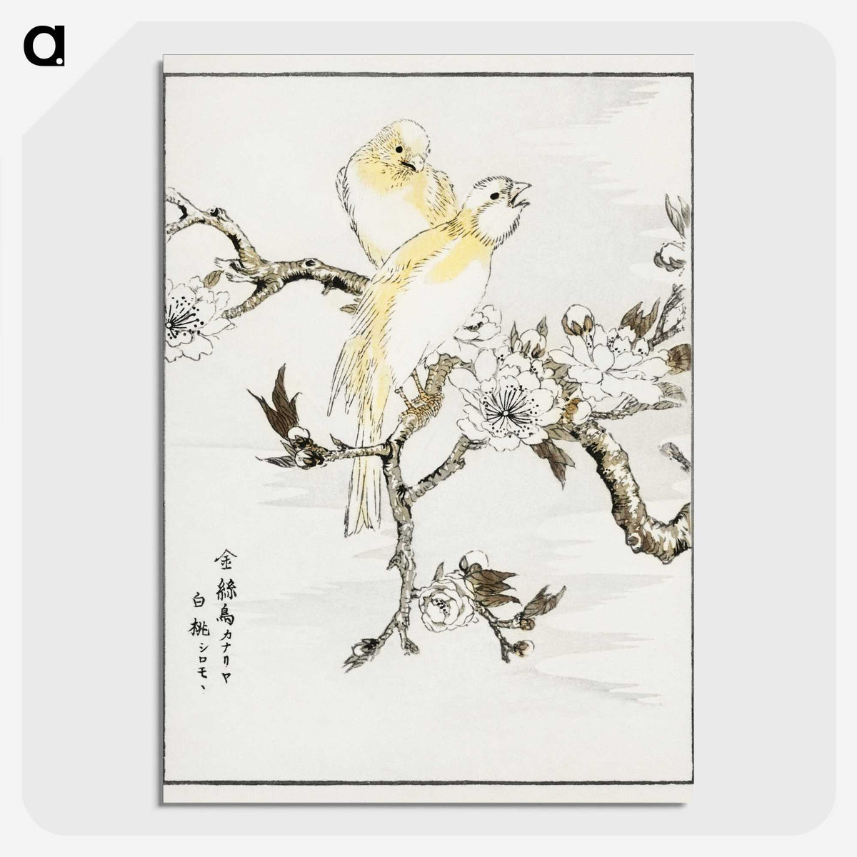 1-47_Pictorial-Monograph-of-Birds_picture-crop