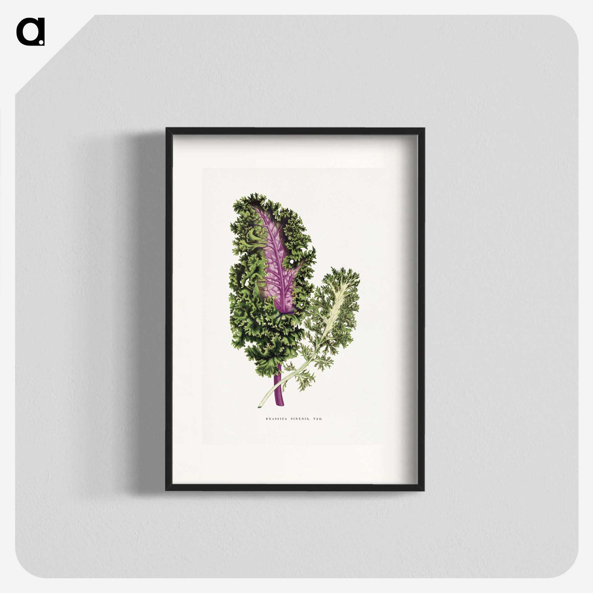 1-47_Plants-with-Colored-Foliage_blk