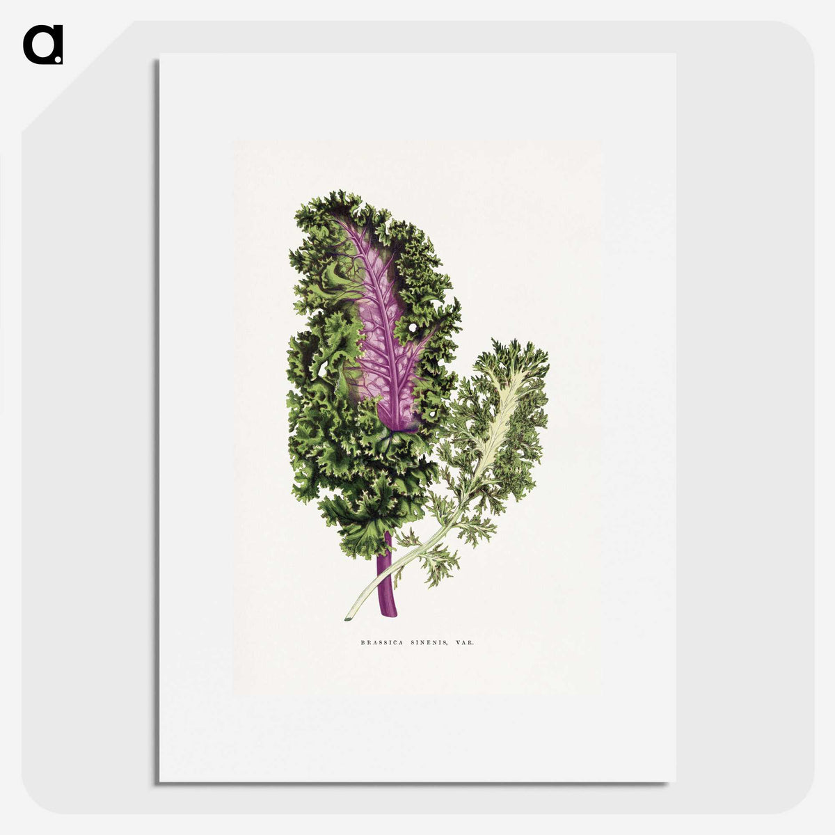1-47_Plants-with-Colored-Foliage_picture