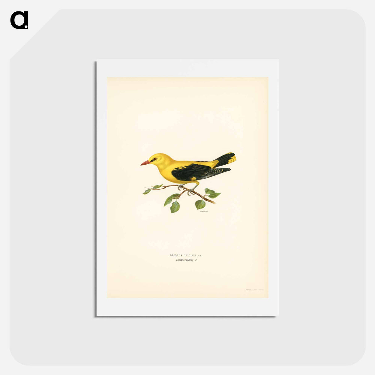 アートポストカード-Eurasian Golden Oriole
- スヴェンスカ フォグラル Postcard.