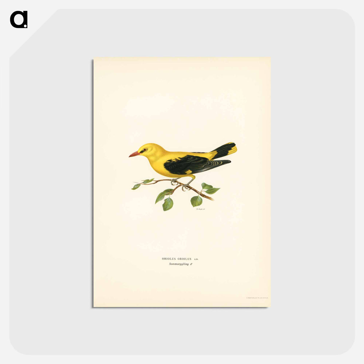 アートポストカード-Eurasian Golden Oriole
- スヴェンスカ フォグラル Postcard.