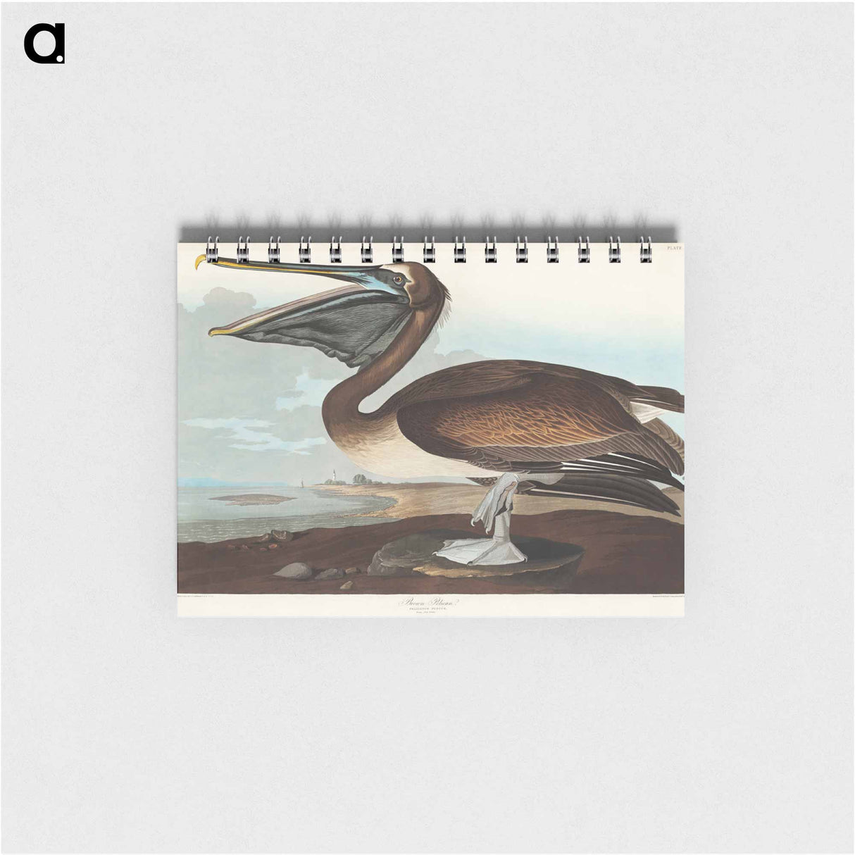 アートメモ帳-Brown Pelican
- アメリカの鳥たち Memo.