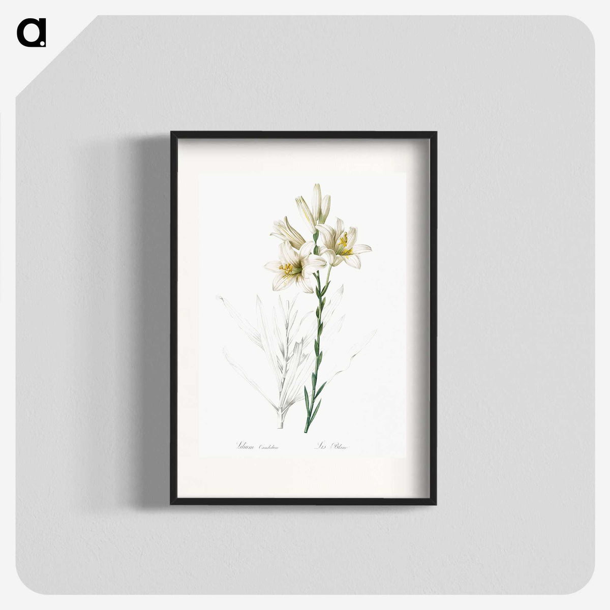 1-47_The-Lilies_blk