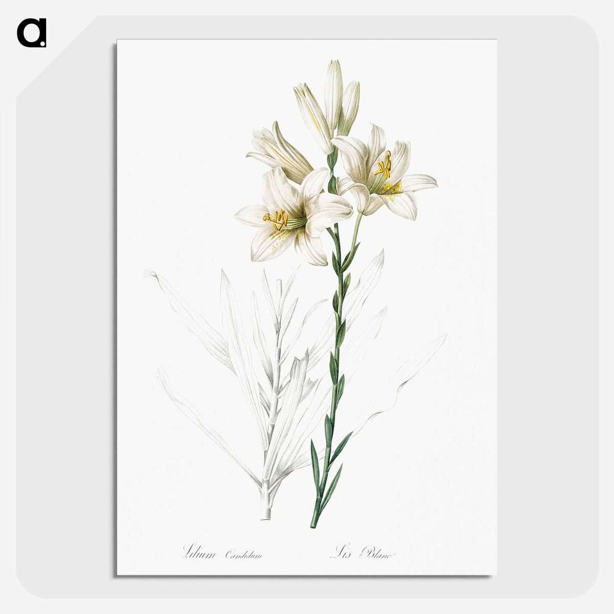 1-47_The-Lilies_picture-crop