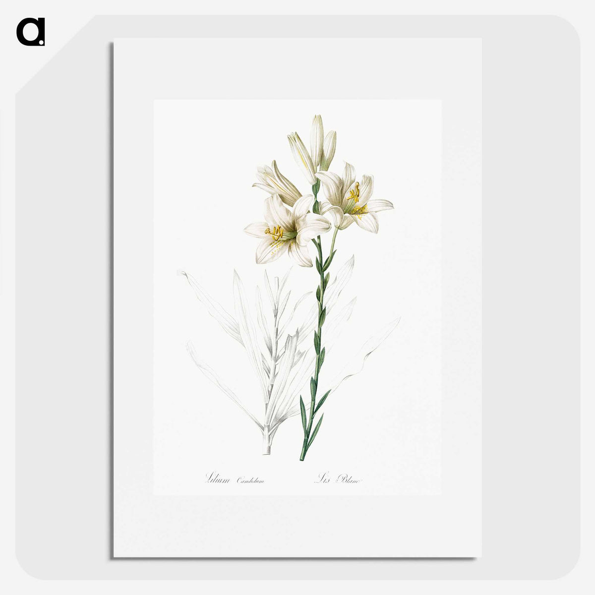 1-47_The-Lilies_picture