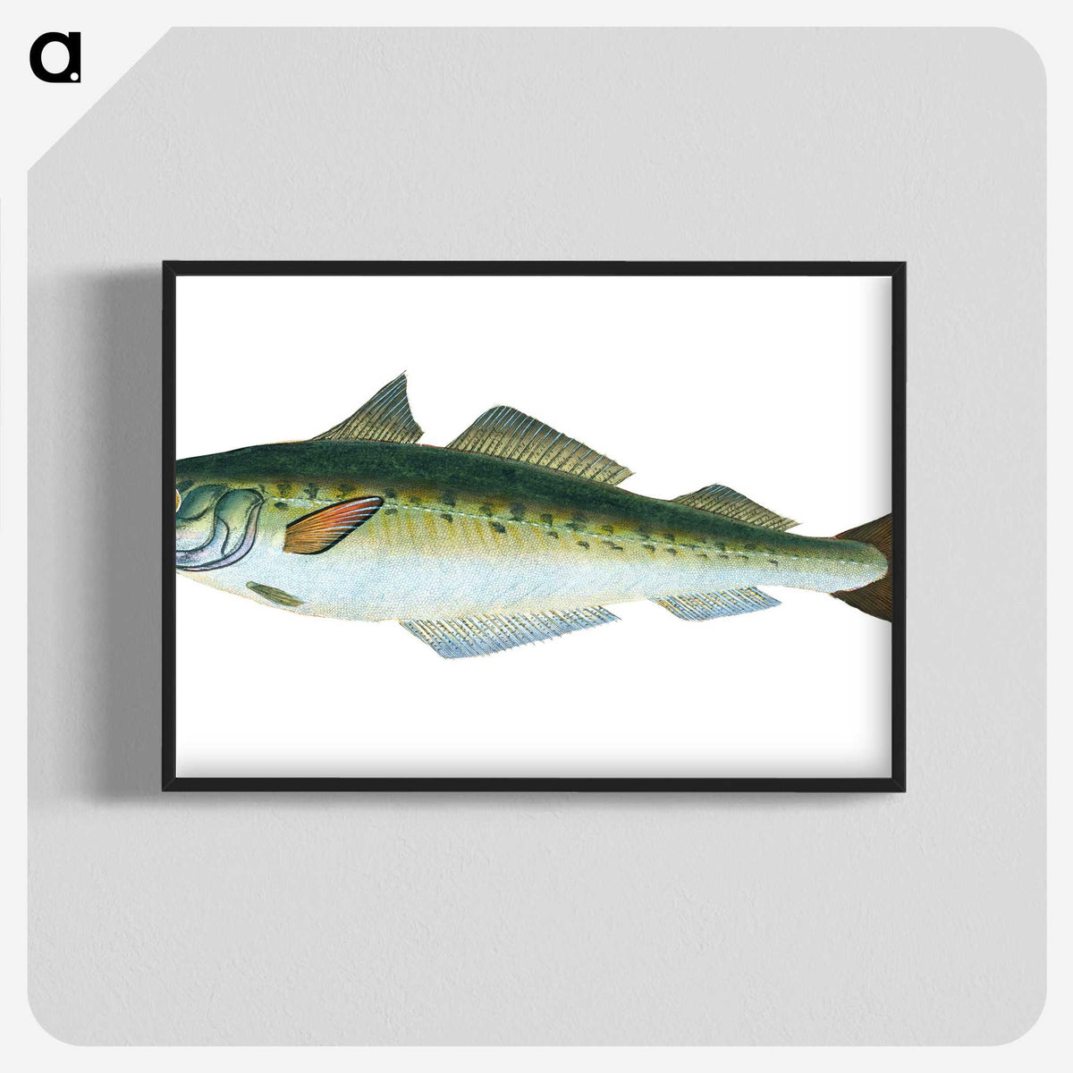 1-47_The-Natural-History-of-British-Fishes_blk-crop
