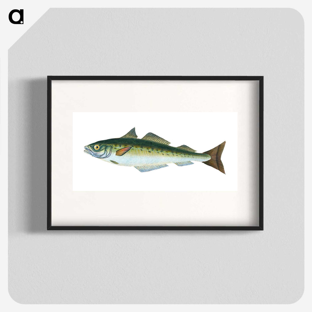 1-47_The-Natural-History-of-British-Fishes_blk