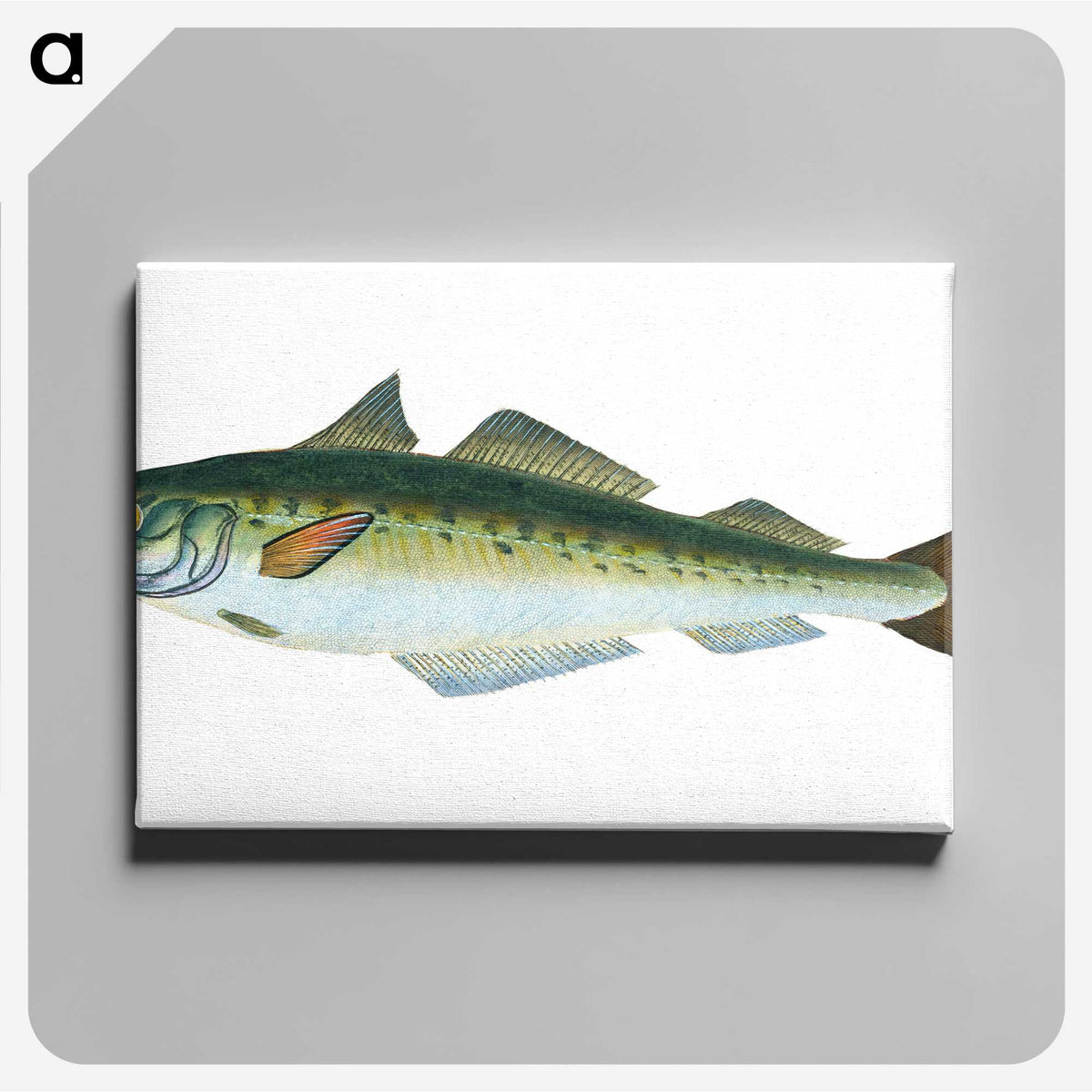 1-47_The-Natural-History-of-British-Fishes_canvas