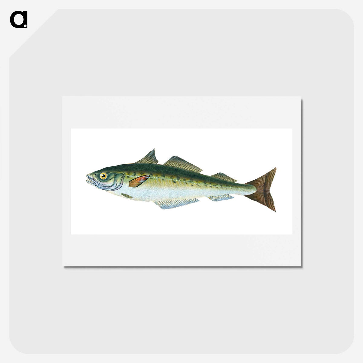 1-47_The-Natural-History-of-British-Fishes_hagaki
