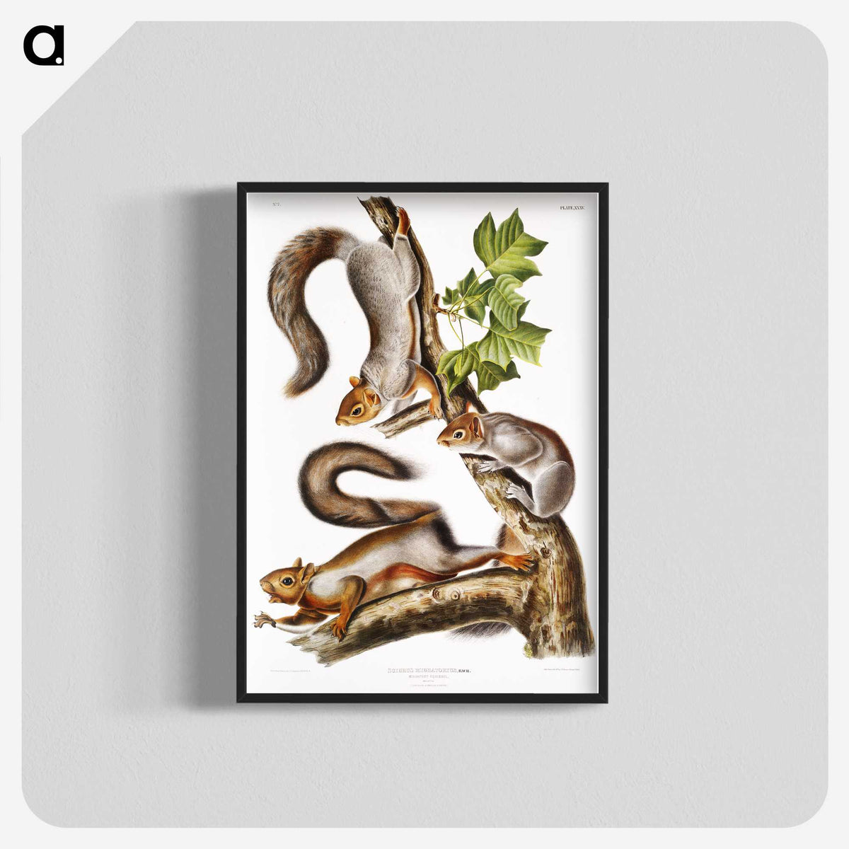 1-47_The-Viviparous-Quadrupeds_blk-crop